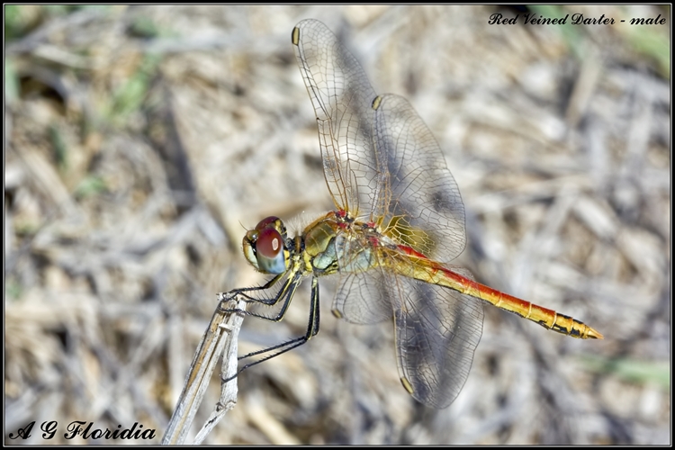 identificazione per favore - Sympetrum fonscolombii